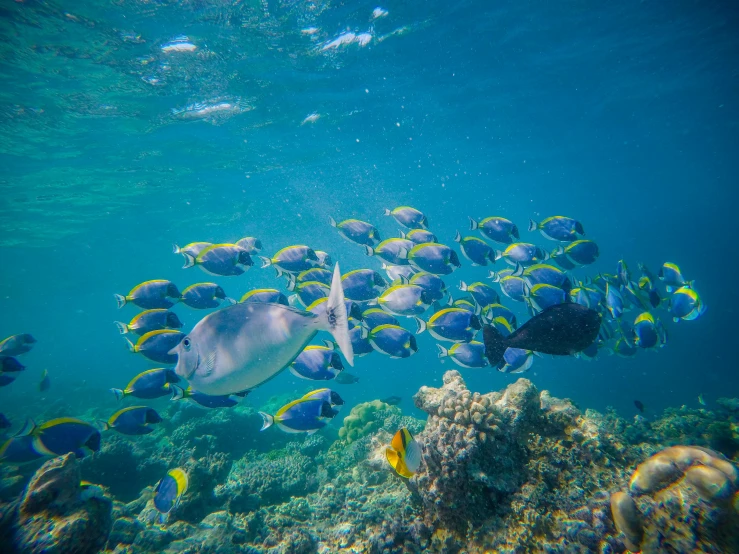 a large group of fish swimming in the ocean, great barrier reef, fan favorite, malika favre, postprocessed