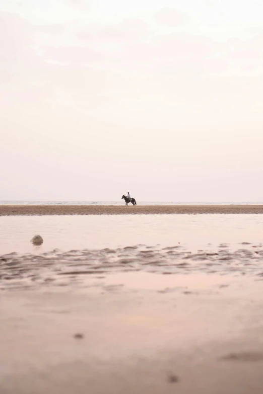 a man riding a horse across a sandy beach, by Caro Niederer, unsplash, minimalism, pink reflections, normandy, early evening, a dog