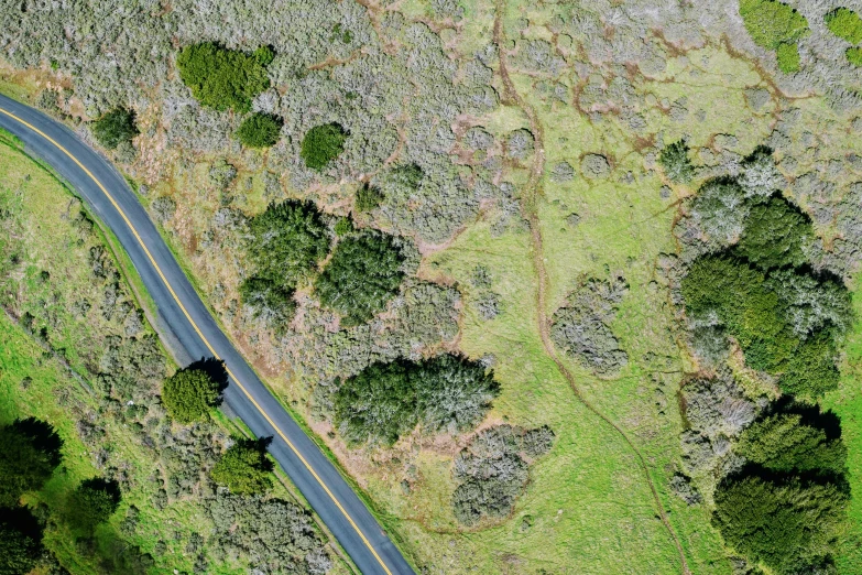 an aerial view of a road surrounded by trees, an album cover, by Jon Coffelt, land art, hollister ranch, moss patches, explore, pch