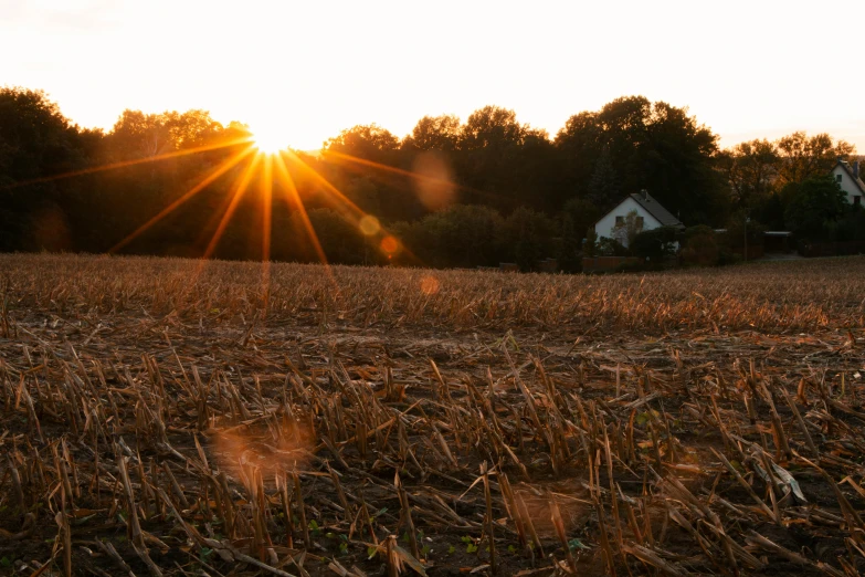 the sun is setting over a corn field, by Jan Tengnagel, pexels contest winner, land art, wheat field behind the house, soft autumn sunlight, bright sun bleached ground, permaculture