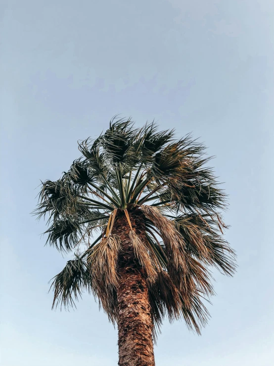 a palm tree in front of a blue sky, trending on unsplash, low quality photo, multiple stories, portait photo