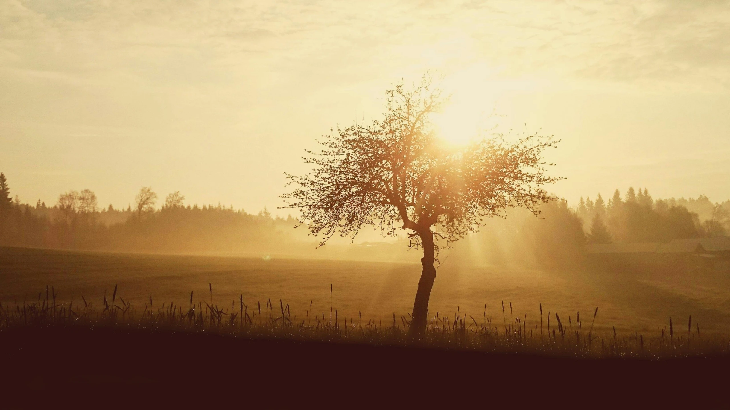 a lone tree in a field at sunset, pexels contest winner, sepia sunshine, hazy light rays, paul barson, cottagecore