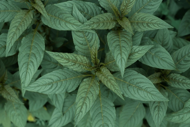 a close up of a plant with green leaves, silver mist, ((greenish blue tones)), flat grey, far - mid shot