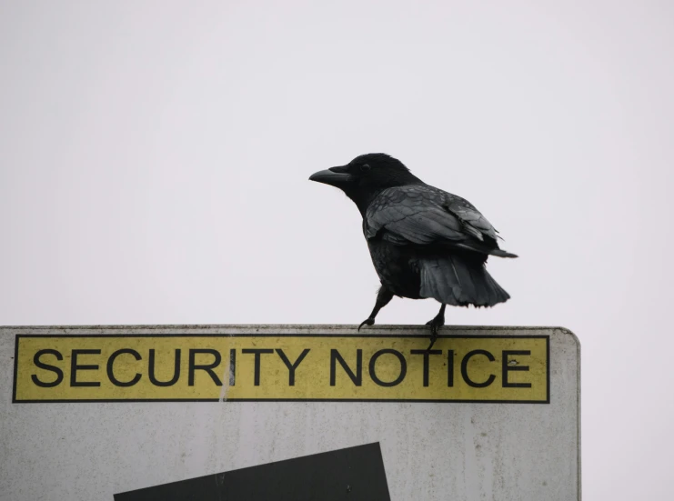 a black bird sitting on top of a security notice sign, pexels contest winner, slight overcast, contain
