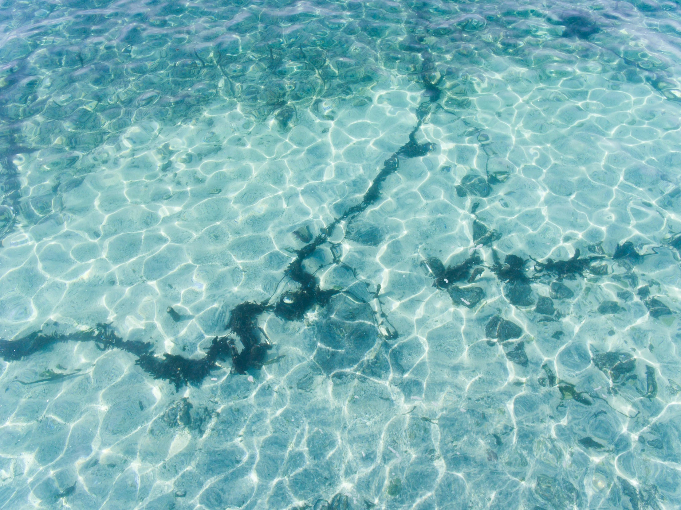 a group of sharks swimming in the clear water, an album cover, pexels contest winner, hurufiyya, waterline refractions, beach aesthetic, light blue water, pearly flagstones