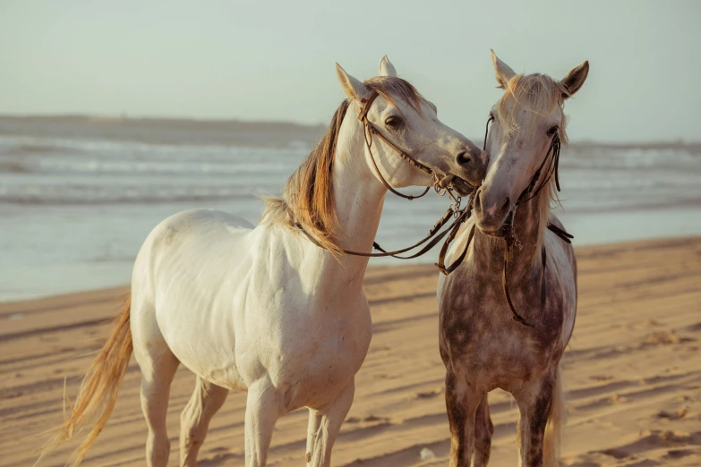 two horses standing next to each other on a beach, unsplash contest winner, renaissance, arabian beauty, australian, nostalgic 8k, profile image