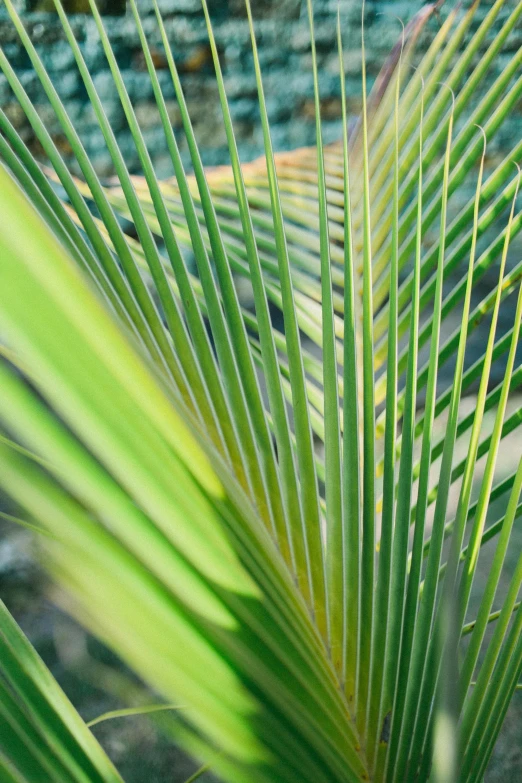 a close up of a palm leaf with water in the background, by Alison Watt, lush plant growth, vivid lines, bangalore, grass - like