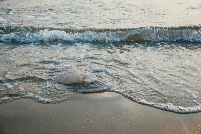 a body of water sitting on top of a sandy beach, a portrait, sea creature, in the evening, crashing waves, mitch mcconnell as a turtle