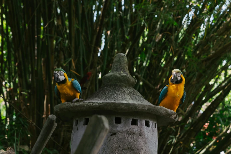 two parrots sitting on top of a stone structure, pexels contest winner, sumatraism, in marijuanas gardens, 🦩🪐🐞👩🏻🦳, blue and yellow fauna, in the garden