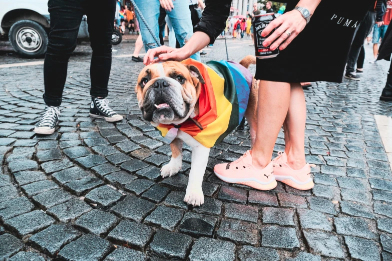 a person petting a dog wearing a rainbow shirt, by Julia Pishtar, pexels contest winner, renaissance, people on the streets, stylish coat for a rave, bumblebee pug, helsinki