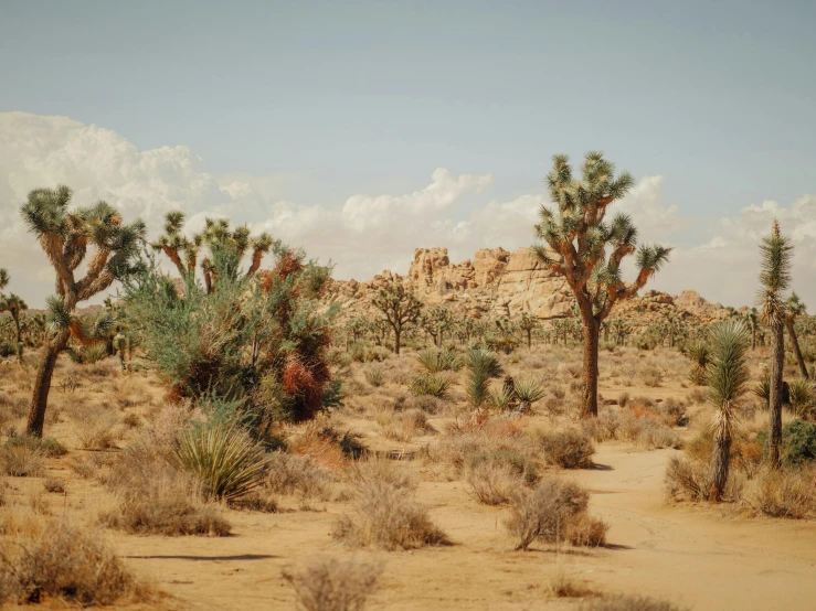 a group of trees sitting in the middle of a desert, promo image, parks and monuments, coachella, unsplash photography