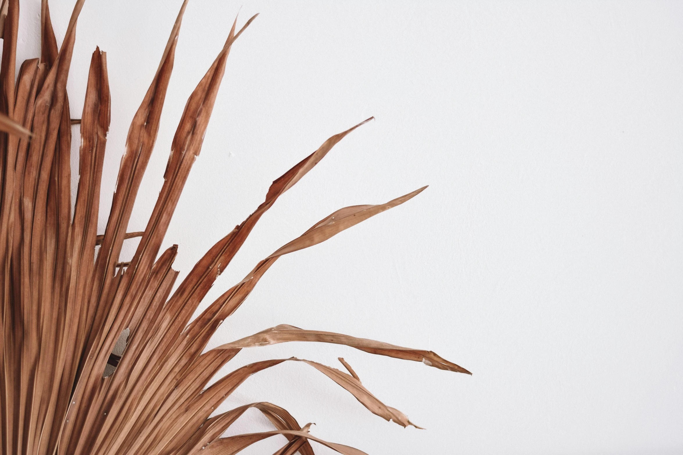 a close up of a plant on a table, an abstract sculpture, by Carey Morris, trending on pexels, conceptual art, dried palmtrees, full view blank background, brown colours, made of leaves