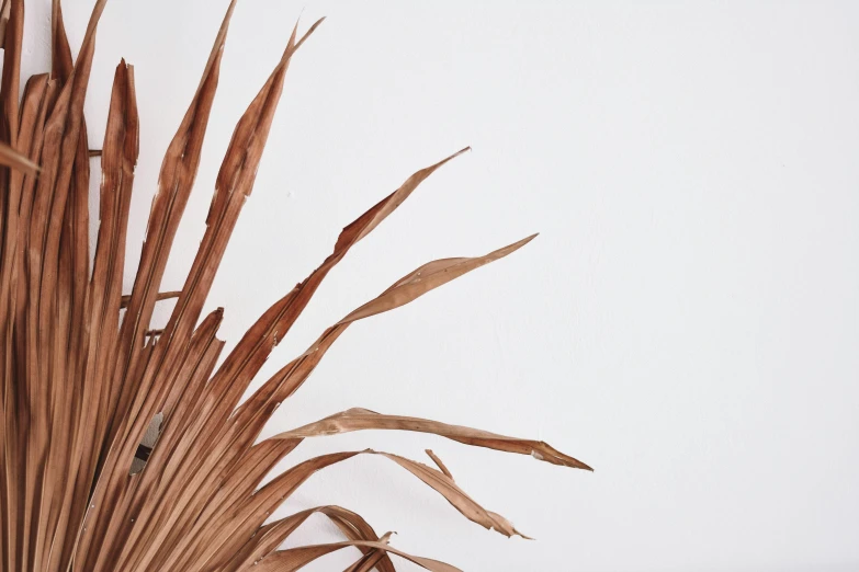 a close up of a plant on a table, an abstract sculpture, by Carey Morris, trending on pexels, conceptual art, dried palmtrees, full view blank background, brown colours, made of leaves