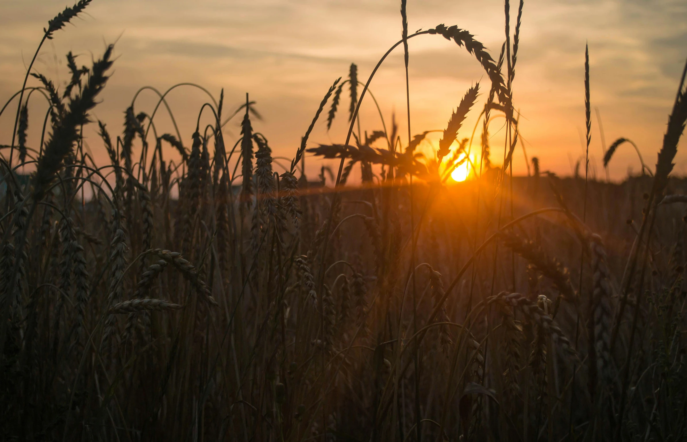 the sun is setting over a field of wheat, by Adam Marczyński, pexels contest winner, mineral grains, brown, ash thorp, ready to eat