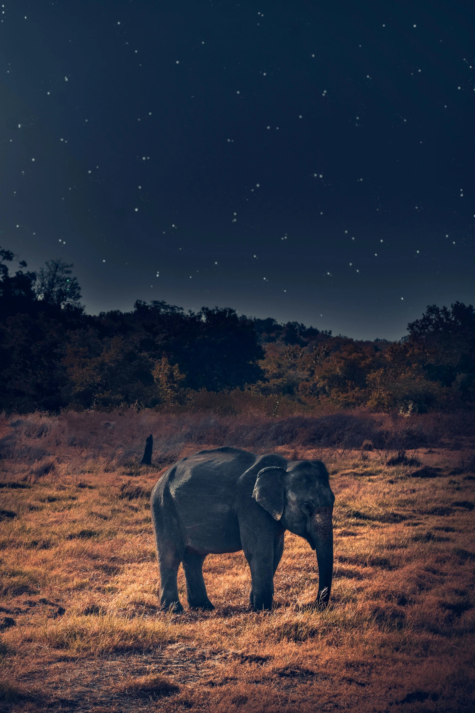 an elephant standing on top of a dry grass field, poster art, by Jesper Knudsen, unsplash contest winner, renaissance, moonlit kerala village, night covered in stars, professionally color graded, high resolution image