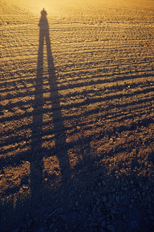 a shadow of a person standing in a field, nitrogen-rich soil, striations, long shadows, strong shadows)