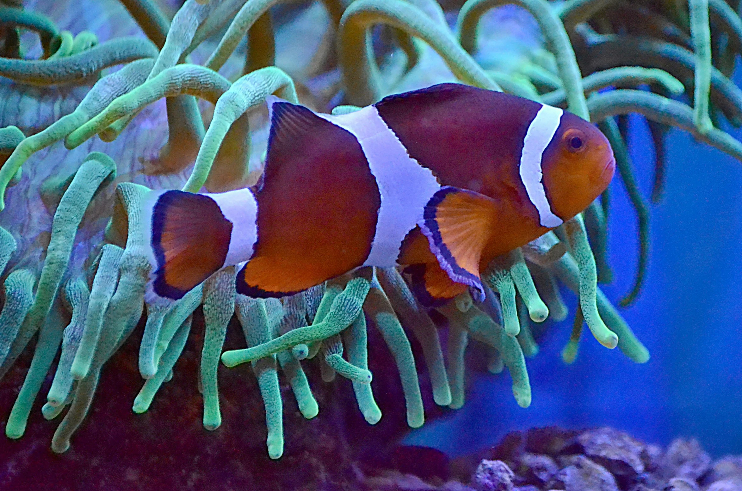 a close up of a clown fish in an aquarium, by Bernie D’Andrea, fine art, some purple and orange, taken in the early 2020s, slide show, extremely polished