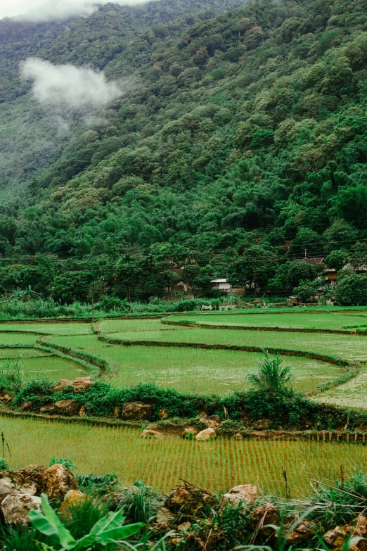 a person riding a horse through a lush green field, inspired by Nam Gye-u, trending on unsplash, staggered terraces, vietnam war, tiny village, panoramic