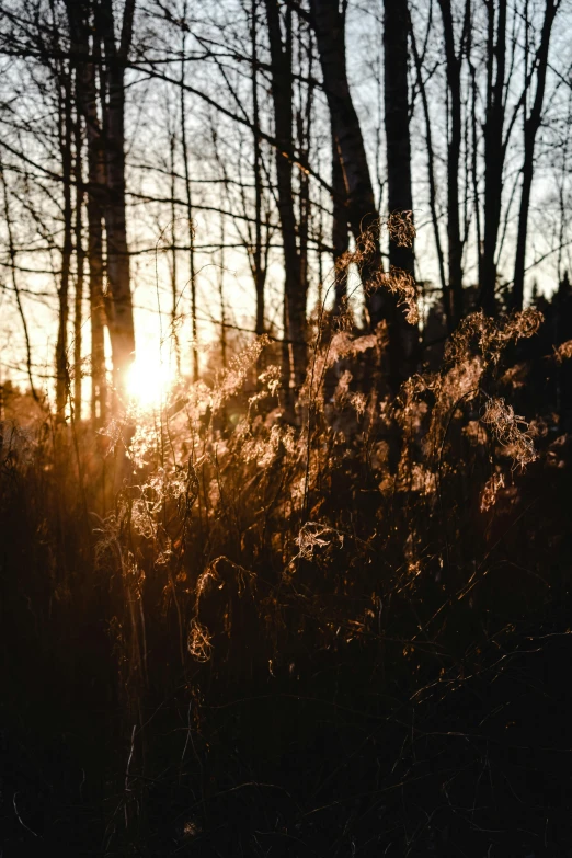 a fire hydrant sitting in the middle of a forest, by Anato Finnstark, unsplash, sunset backlight, phragmites, early spring, cinematic shot ar 9:16 -n 6 -g