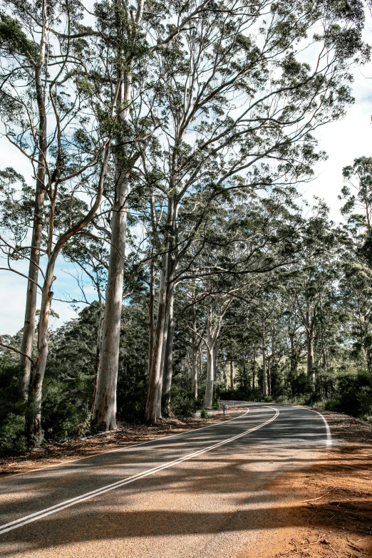 a road surrounded by trees on a sunny day, by Elizabeth Durack, unsplash, “ iron bark, tourist photo, sloped street, eucalyptus