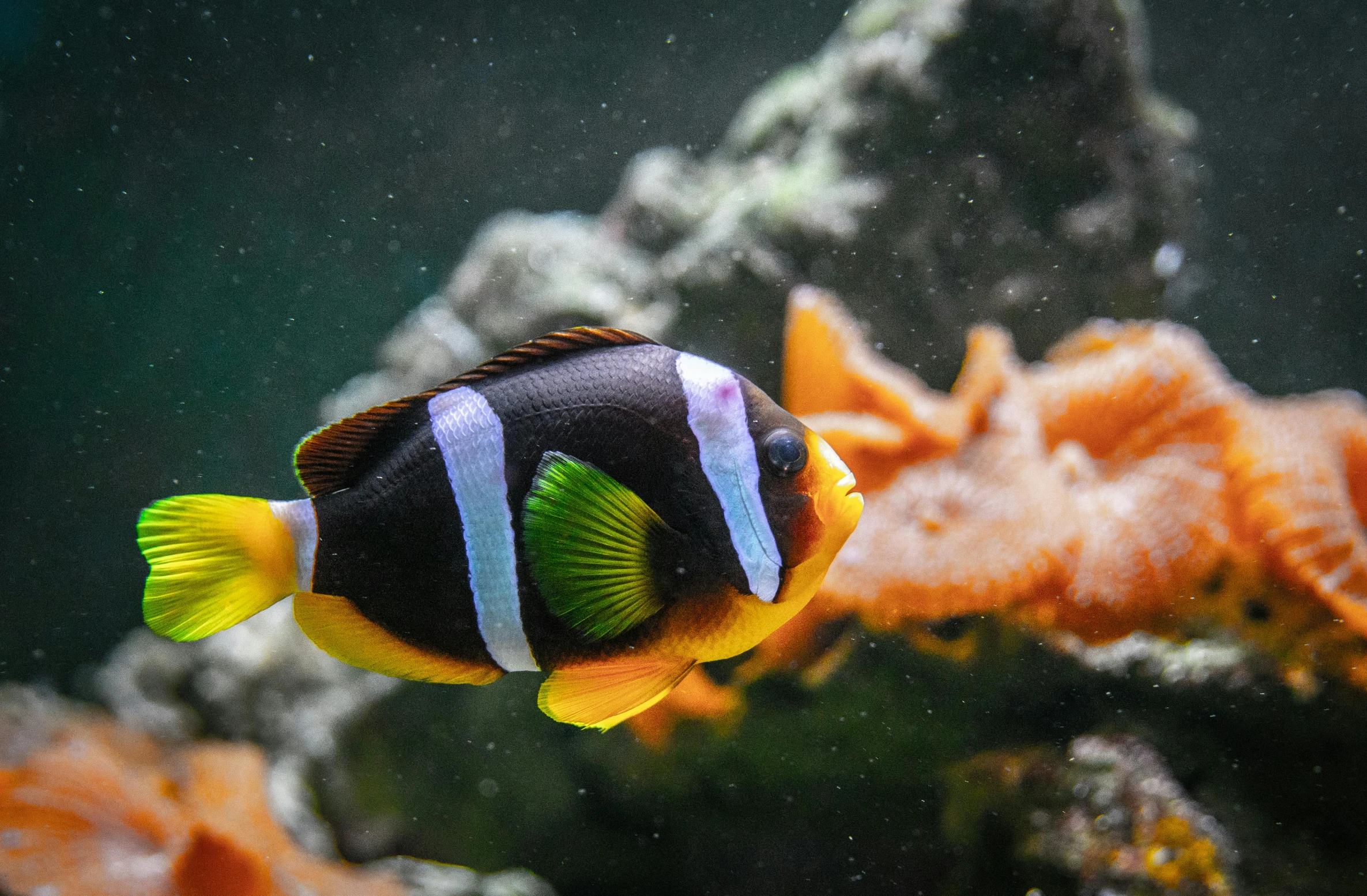 a close up of a fish in an aquarium, a screenshot, pexels contest winner, black and orange, anemones, 🦩🪐🐞👩🏻🦳, floats underwater in the sea