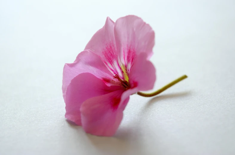 a single pink flower on a white surface, by Julian Allen, pexels contest winner, edible flowers, closeup - view, miniature product photo, morning glory flowers