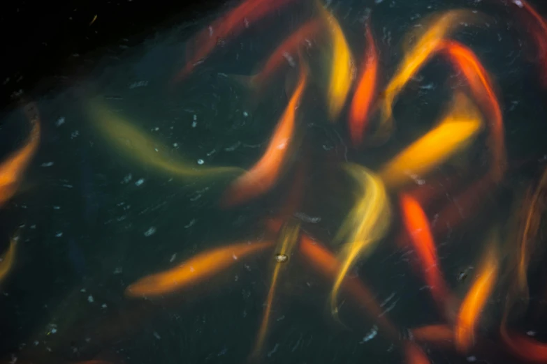 a group of fish swimming in a pond, an album cover, unsplash, hurufiyya, dark oranges reds and yellows, long exposure photo, shot on sony a 7 iii, albino mystic