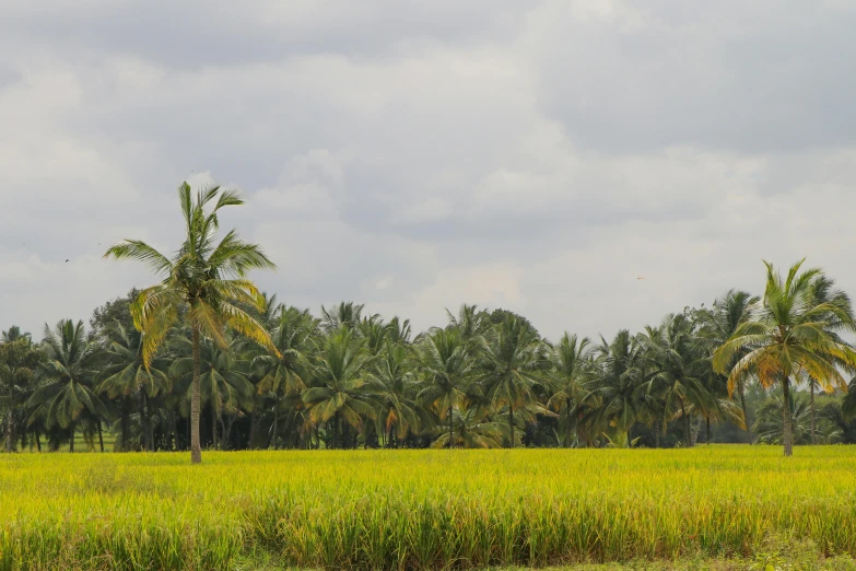 a field of green grass with palm trees in the background, by Basuki Abdullah, unsplash, hurufiyya, rice, background image, near farm, on display