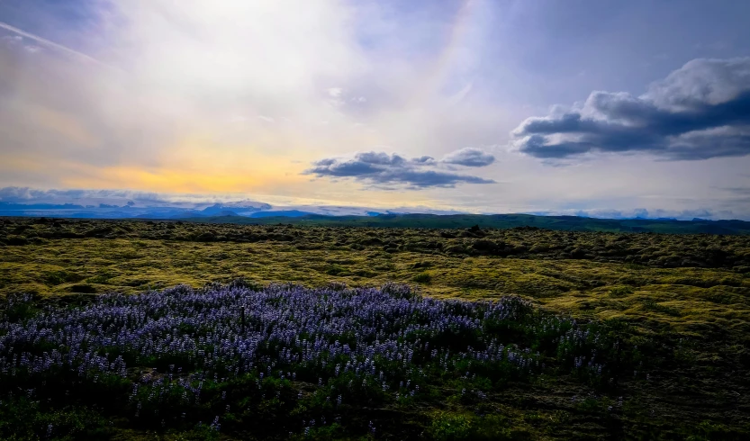 a field full of purple flowers under a cloudy sky, by Dan Luvisi, unsplash contest winner, beautiful lava landscape, blue and purple and green, late afternoon, instagram post