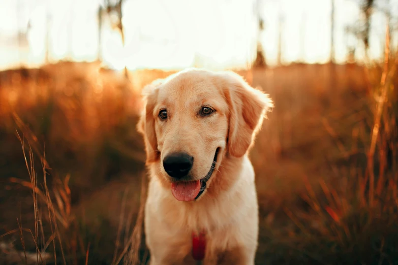 a dog that is standing in the grass, pexels contest winner, golden glow, warm coloured, youtube thumbnail, australian