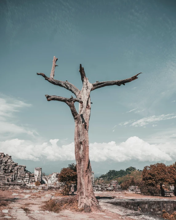 a dead tree sitting on top of a dirt field, a statue