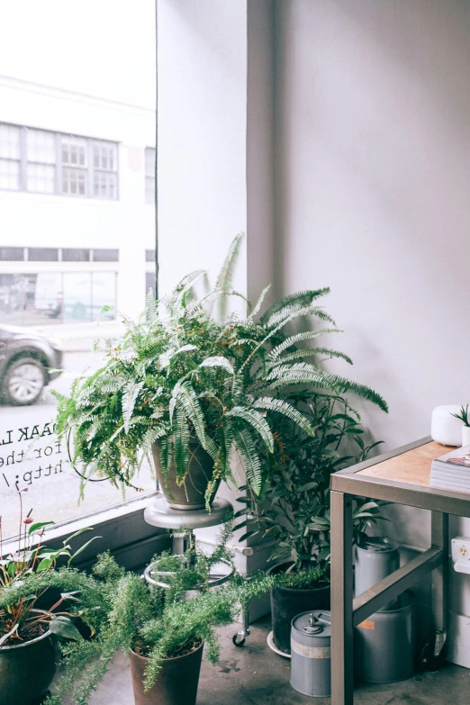 a room filled with potted plants next to a window, by Carey Morris, trending on unsplash, renaissance, ferns and mold on concrete, storefront, on desk, clean and pristine design