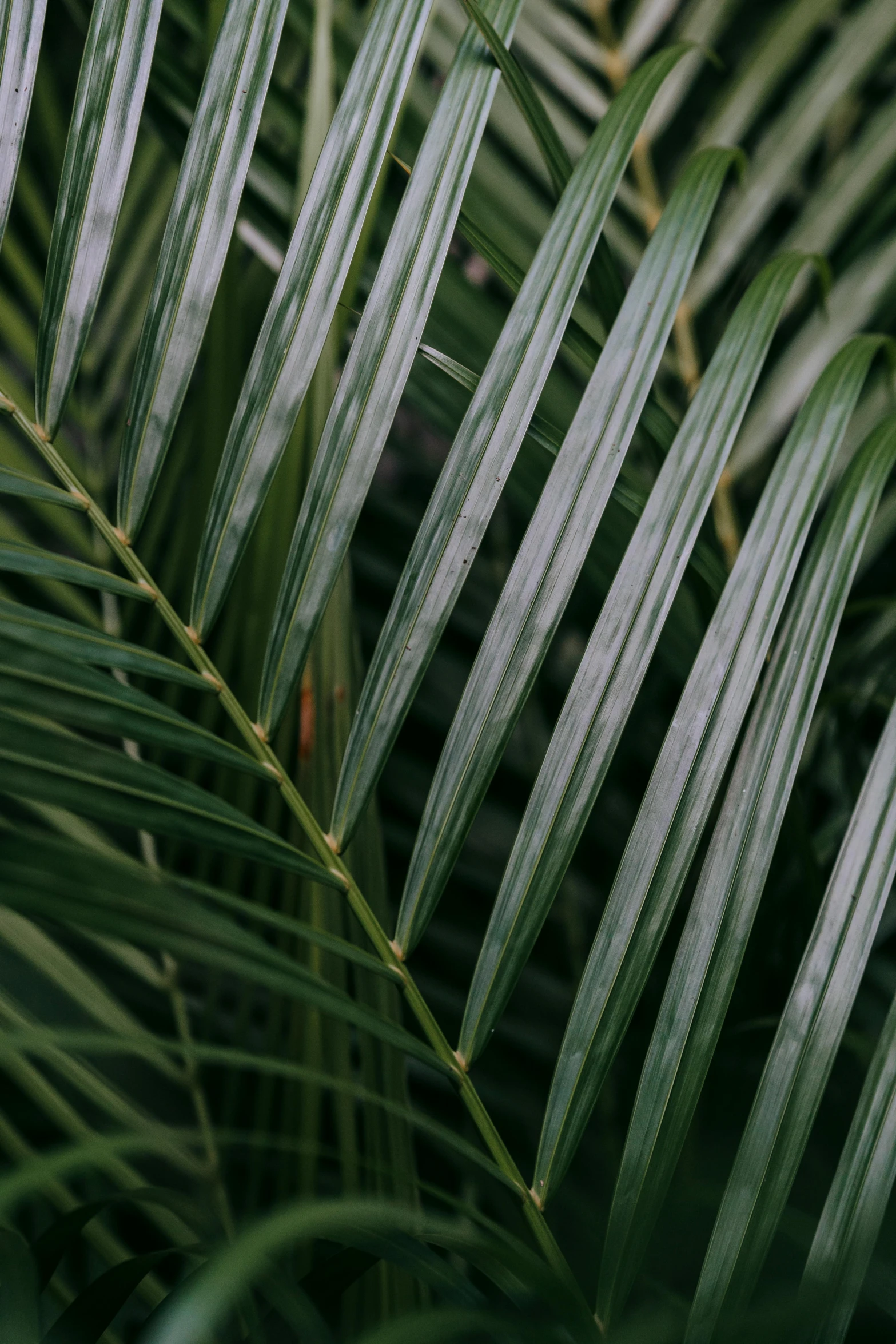 a close up of a bunch of palm leaves, inspired by Elsa Bleda, trending on pexels, straight camera view, soft vinyl, olive, multiple stories