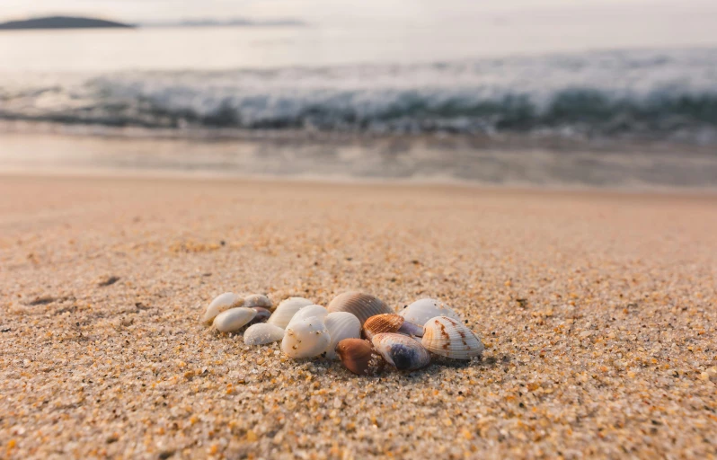 a pile of rocks sitting on top of a sandy beach, seashells, white beaches, beach on the outer rim, ocean sprites