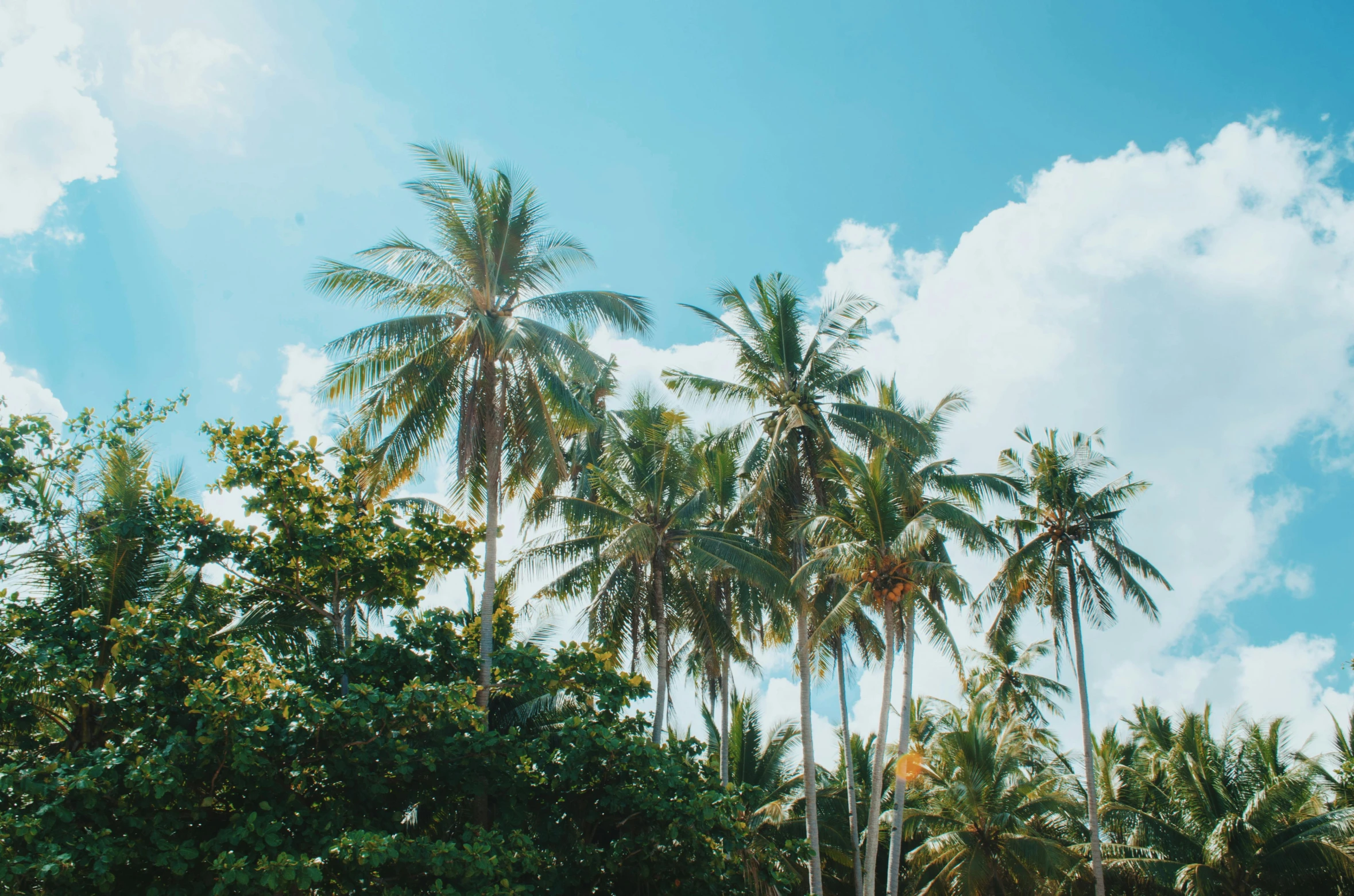 a group of palm trees sitting on top of a lush green field, pexels contest winner, beach aesthetic, 🦩🪐🐞👩🏻🦳, over the tree tops, on a canva