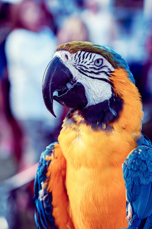 a close up of a parrot with a crowd in the background, orange and blue tones, looking confident, slide show, colour photograph