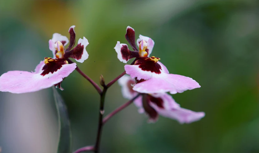 a couple of pink flowers sitting on top of a green plant, by Gwen Barnard, unsplash, moth orchids, mystical kew gardens, slide show, foreground focus