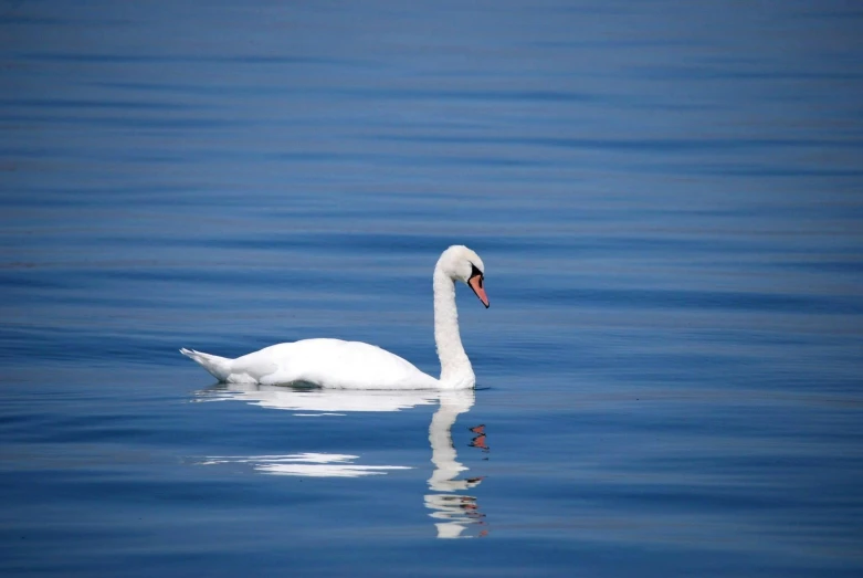 a white swan floating on top of a body of water, swimming