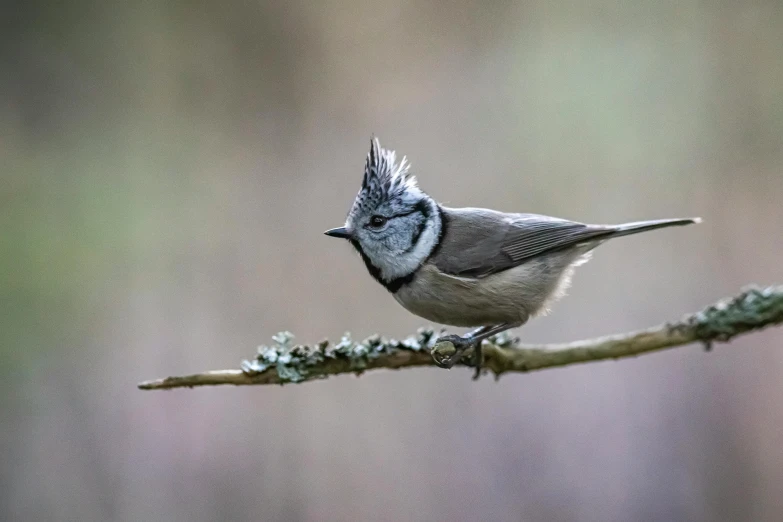 a small bird sitting on top of a tree branch, by John Gibson, pexels contest winner, baroque, grey ears, various posed, tail fin, grey and silver