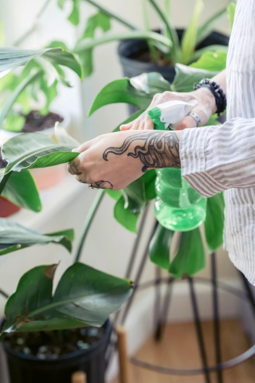 a person spraying a plant with a spray bottle, by Nicolette Macnamara, tropical houseplants, green snakes, profile image, extra details