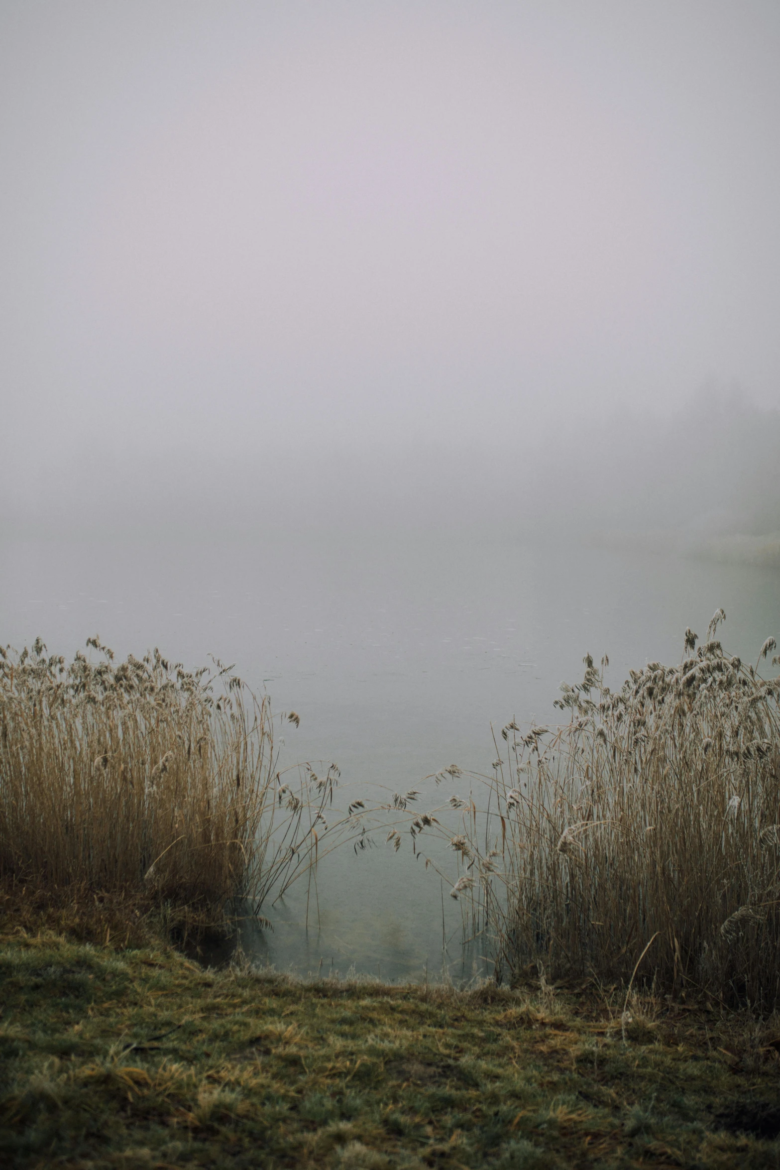 a body of water surrounded by grass on a foggy day, a picture, unsplash, tonalism, brockholes, lake, winter photograph, autumn