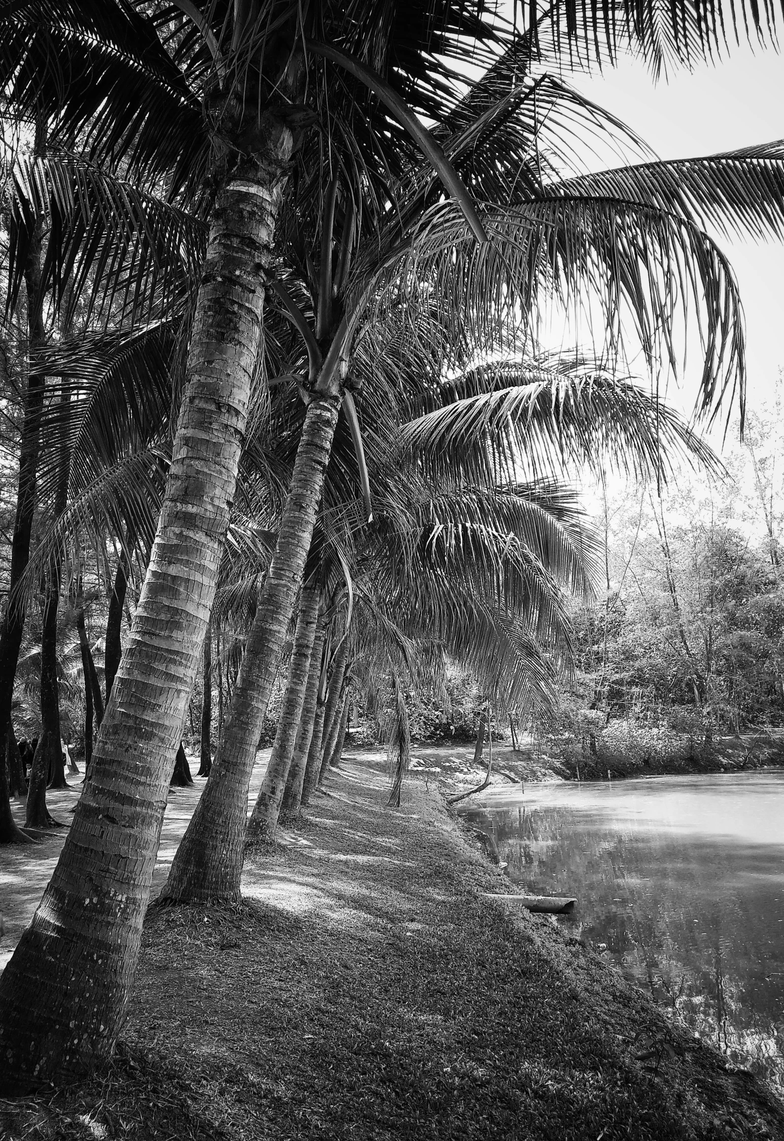 a black and white photo of palm trees next to a body of water, sumatraism, ( ( photograph ) ), in marijuanas gardens, eastman 5384 film, thomas kinkad