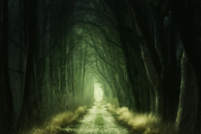 a dirt road in the middle of a forest, an album cover, by Eglon van der Neer, unsplash contest winner, tonalism, mikko lagerstedt, green scary lights, istock, dark corridors