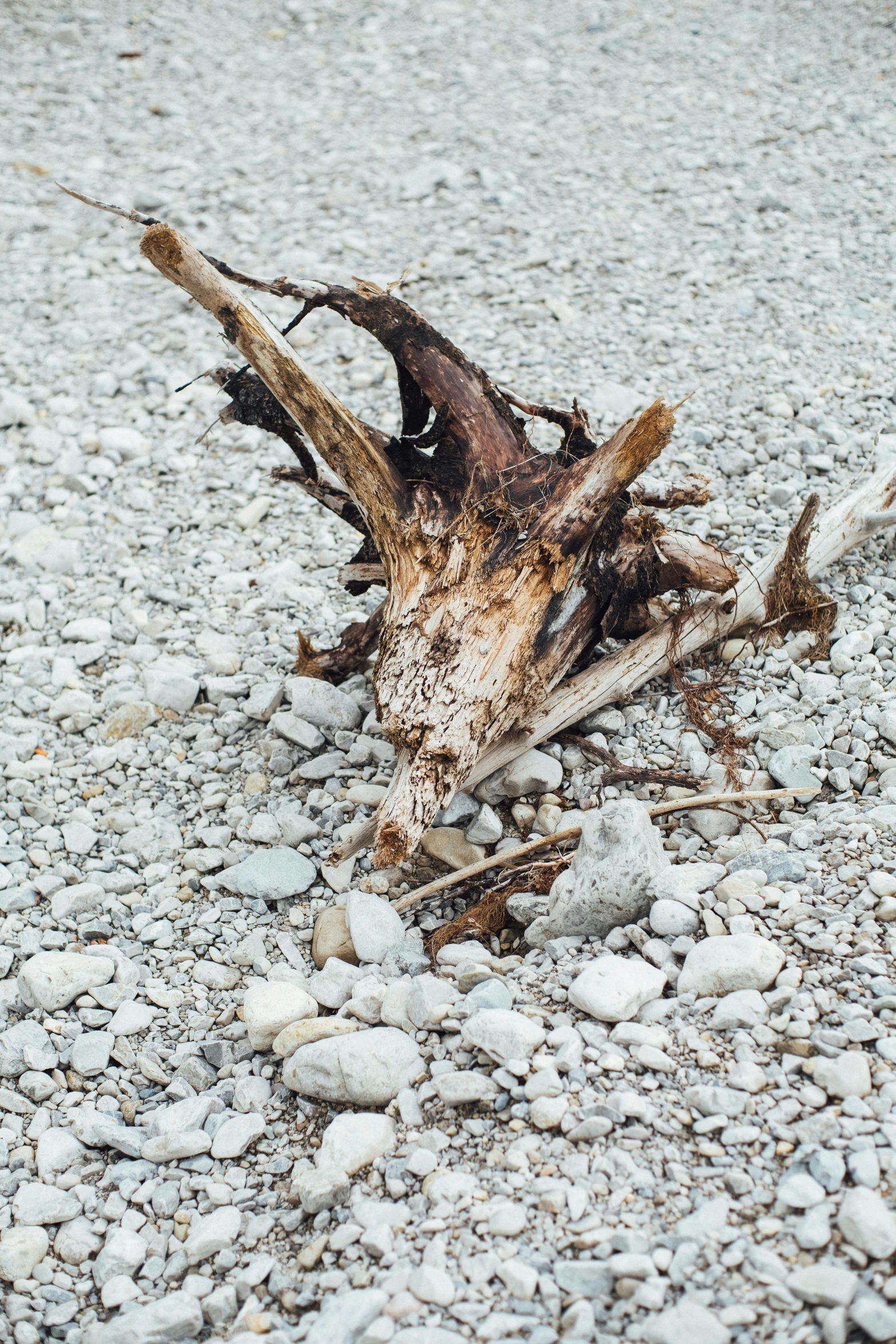 a dead tree sitting on top of a gravel field, an album cover, inspired by Andy Goldsworthy, unsplash, dinosaur bones, ignant, zoomed in, shipwreck