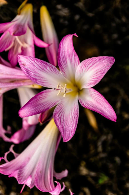 a couple of pink flowers that are in the dirt, a macro photograph, by Dave Melvin, unsplash, hymenocallis coronaria, full frame image, lily flower, highly detailed image