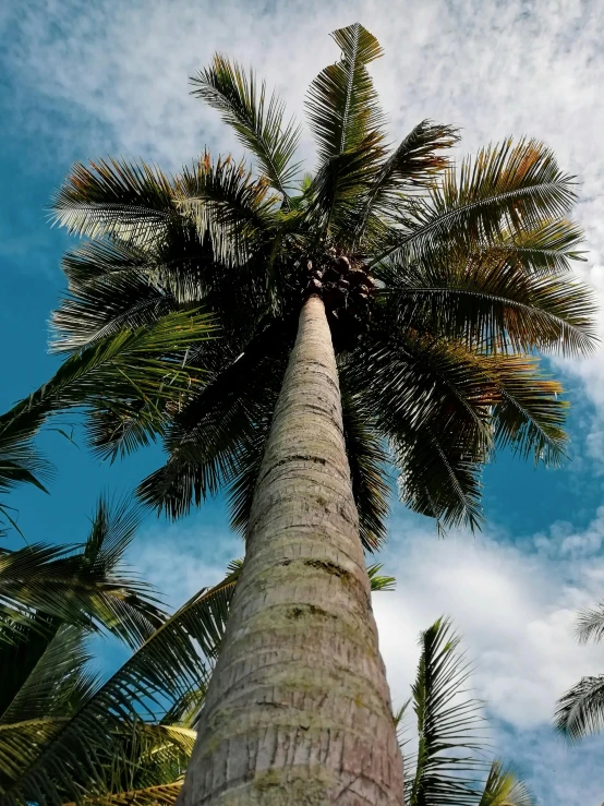 a tall palm tree with a blue sky in the background, an album cover, by Matthias Stom, unsplash, sumatraism, profile image, multiple stories, puerto rico, with fruit trees