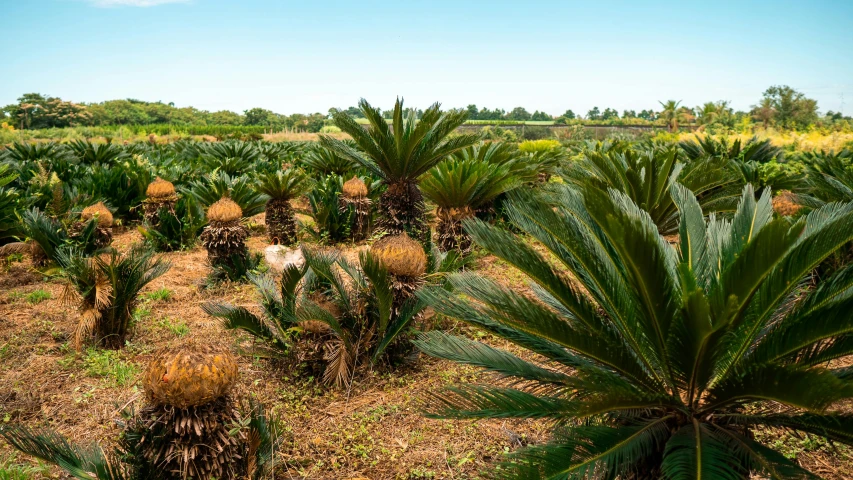 a field filled with lots of palm trees, a portrait, shutterstock, renaissance, jerez, bromeliads, gardening, agrigento