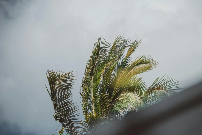 a palm tree blowing in the wind on a cloudy day, unsplash, hurufiyya, multiple stories, overcast bokeh, puerto rico, lo-fi