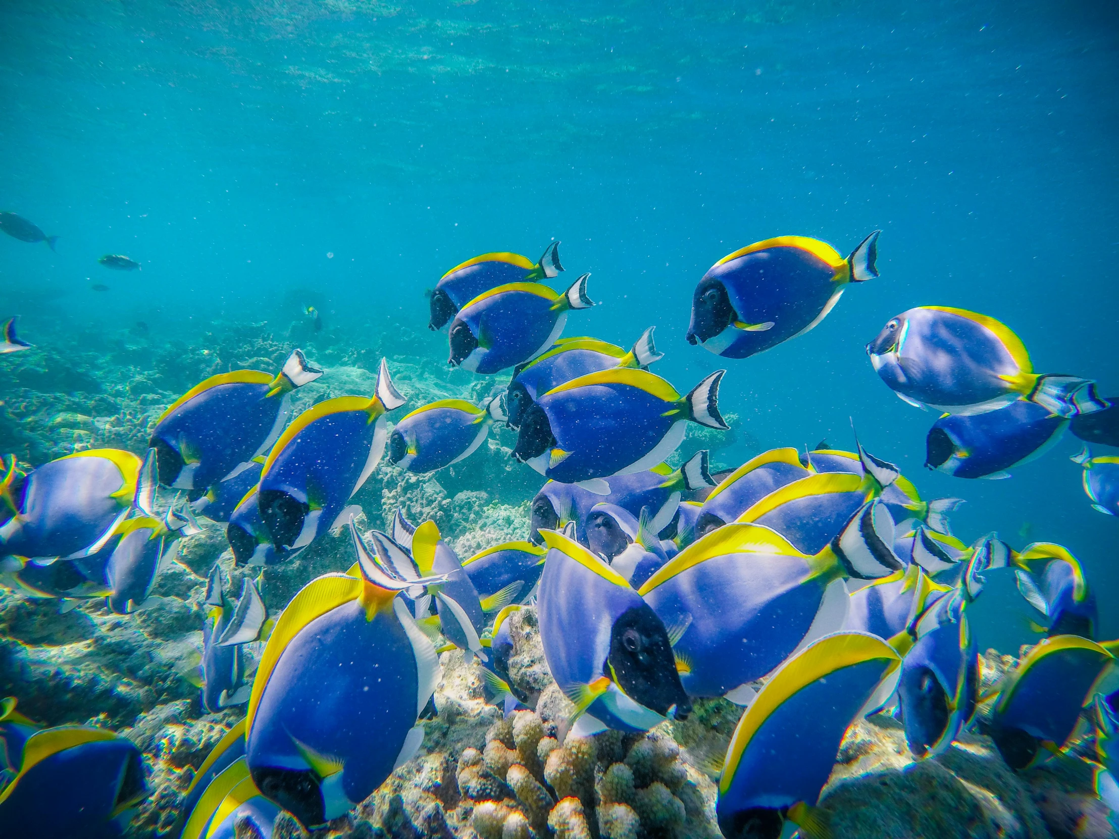 a group of blue and yellow fish swimming in the ocean, lush paradise, fan favorite, great barrier reef, multicoloured