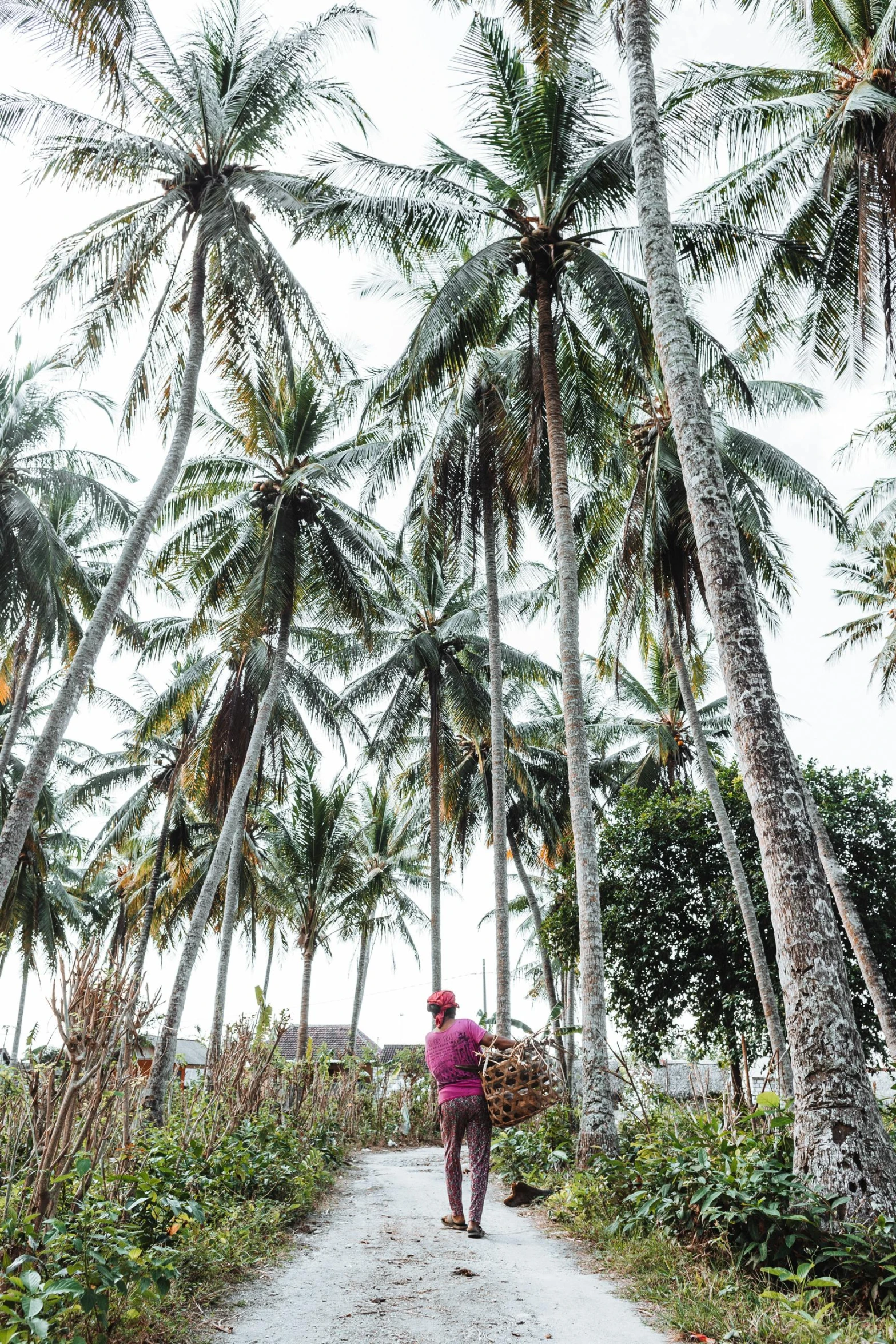 a person walking down a dirt road surrounded by palm trees, coconut trees, garden with fruits on trees, fishing village, freezing